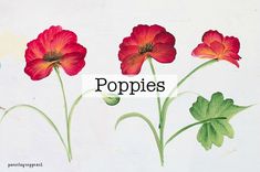 three red flowers with the words poppies above them