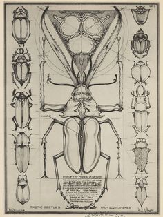 an insect diagram with all the details in black and white