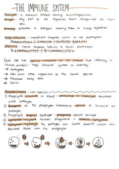 the inmune system worksheet