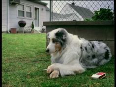 a dog is laying on the grass in front of a house with a remote control