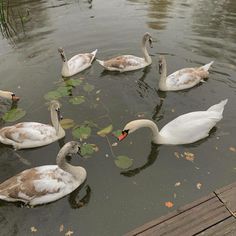 several swans swimming in a pond with leaves floating on the water and looking for food