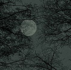 the full moon is seen through some trees in the dark night sky with no leaves on it