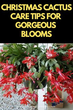 a potted plant with red flowers in it and the words christmas cactus care tips for gorgeous blooms