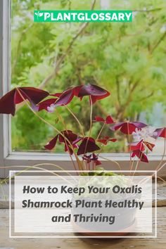 a potted plant sitting in front of a window with the words how to keep your oxais shamrock plant healthy and thriving