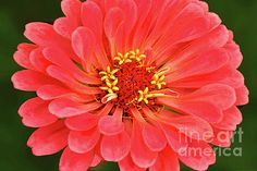 a red flower with yellow stamens in the center greeting card by panoramic images