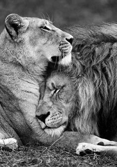 two lions cuddle together on the ground in front of a black and white background