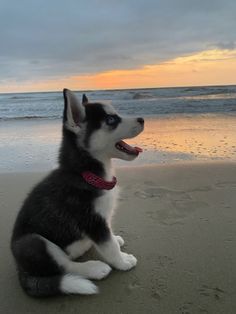 a black and white dog sitting on top of a sandy beach next to the ocean