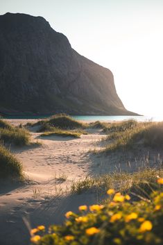 the sun shines brightly on sand dunes and flowers