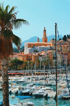 many boats are docked in the water near buildings and palm trees, with mountains in the background