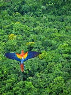 a colorful bird flying over a lush green forest filled with lots of trees and bushes