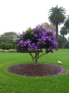 a tree with purple flowers is in the middle of a grassy area next to a white bird