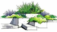 an artistic drawing of some plants in concrete planters with green leaves and purple flowers