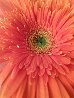 an orange flower with green center in the middle