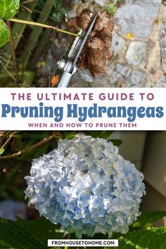 Pruning Hydrangeas (The Ultimate Guide) | Bushes and Trees Hydrangea Arborescens