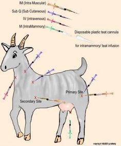 an animal with different types of arrows on it's body and labeled in the diagram below