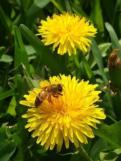 a bee sitting on top of a yellow flower next to some green leaves and grass