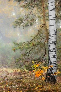 a tree in the middle of a forest filled with lots of leaves and foggy skies