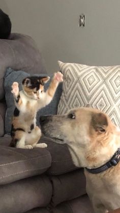 a cat and dog are playing on the couch