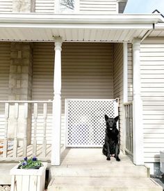 a black dog sitting on the front steps of a white house next to a porch