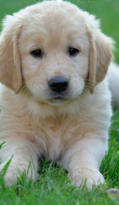 a puppy laying in the grass looking at the camera