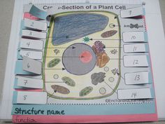 the structure of a plant cell is shown in this paper cutout with scissors and glue