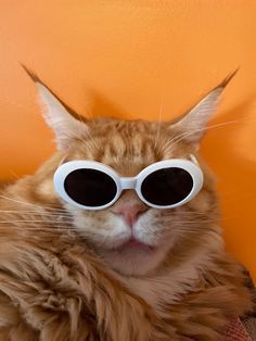 an orange cat wearing white sunglasses on top of it's head and looking at the camera