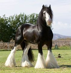 a black and white horse standing on top of a lush green field