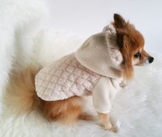 a small dog is dressed up in a sweater