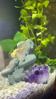 a fish that is sitting on top of a rock next to some plants and rocks