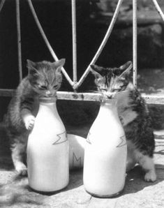 two kittens playing with milk bottles on the ground