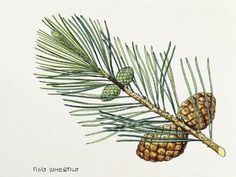 two pine cones on a branch with needles