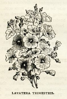 an old book with flowers and leaves on the page, which is written in black ink