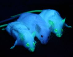 two white mice glowing in the dark with neon green lights on their backs and tails