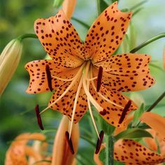 an orange flower with black spots on it