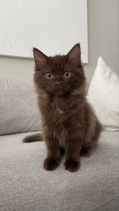 a brown kitten sitting on top of a couch