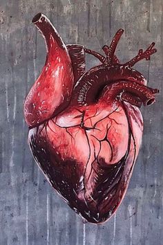 EXTERNAL STRUCTURE OF HEART Human Heart Art, Heart Organ, Anatomical Heart Art, Prosthetic Makeup, Human Body Art, Heart Anatomy, Blood Art, Nursery Paintings