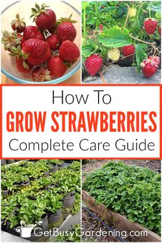 strawberries growing in the garden with text overlay that reads how to grow strawberries complete care guide