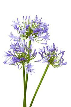 three purple flowers with green stems in a vase