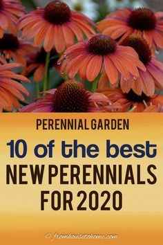 the cover of perennial garden's 10 of the best new perennials for 2020