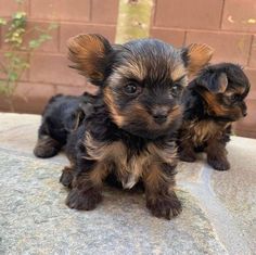 two small dogs sitting on top of a rock