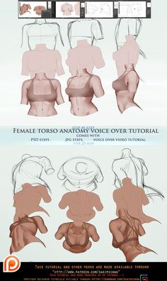 an info sheet showing how to draw the female torso