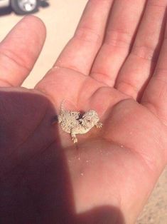 a small lizard sitting on the palm of someone's hand