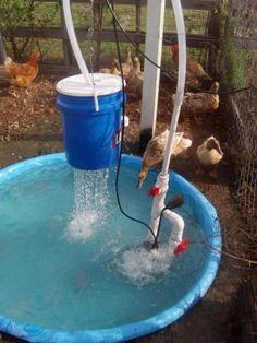 a bucket filled with water sitting on top of a blue barrel next to chickens in a pen