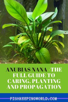 an aquarium with green plants and the words, anubias nana the full guide to caring and propagation