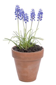 a potted plant with purple flowers in it