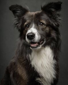 a black and white dog is looking at the camera