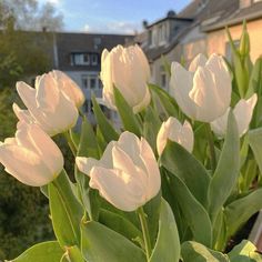 white tulips in front of a house with trees and houses in the background