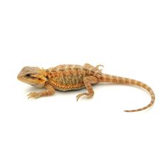 a small brown and white lizard on a white background