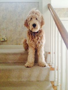 a dog is sitting on the stairs looking at the camera