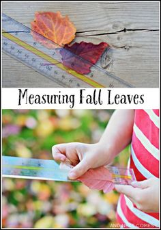 a person measuring fall leaves with a ruler